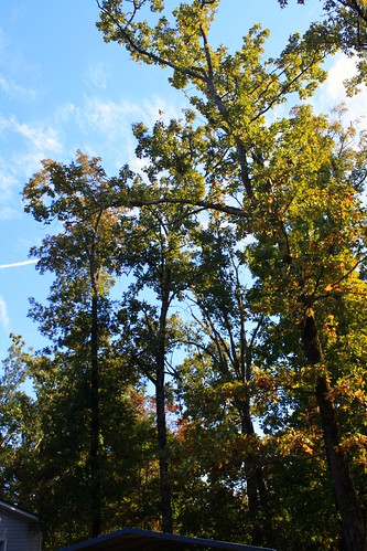 trees sky nature arkansas