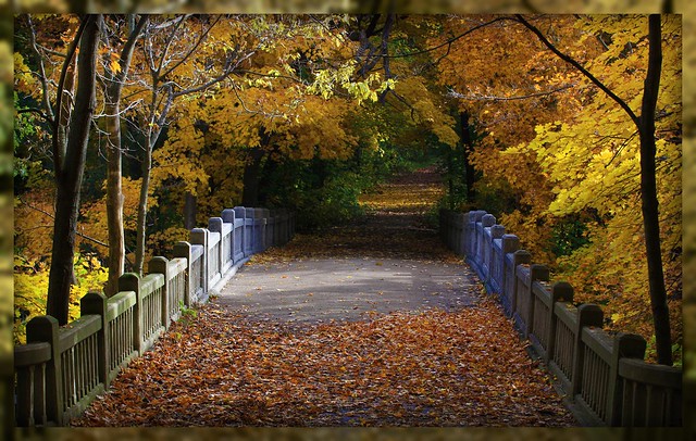 Bridge in the Fall