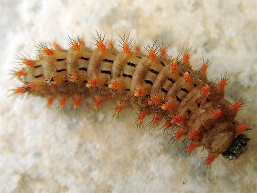 Zerynthia rumina (catterpillar/lagarta)