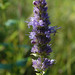 Flickr photo 'Blue Giant Hyssop' by: pchgorman.