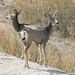 Flickr photo 'Odocoileus hemionus (Mule Deer)' by: Arthur Chapman.