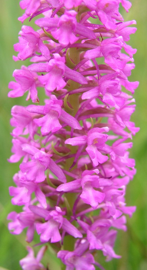 Fragrant Orchid - Gymnadenia conopsea p1010027-1