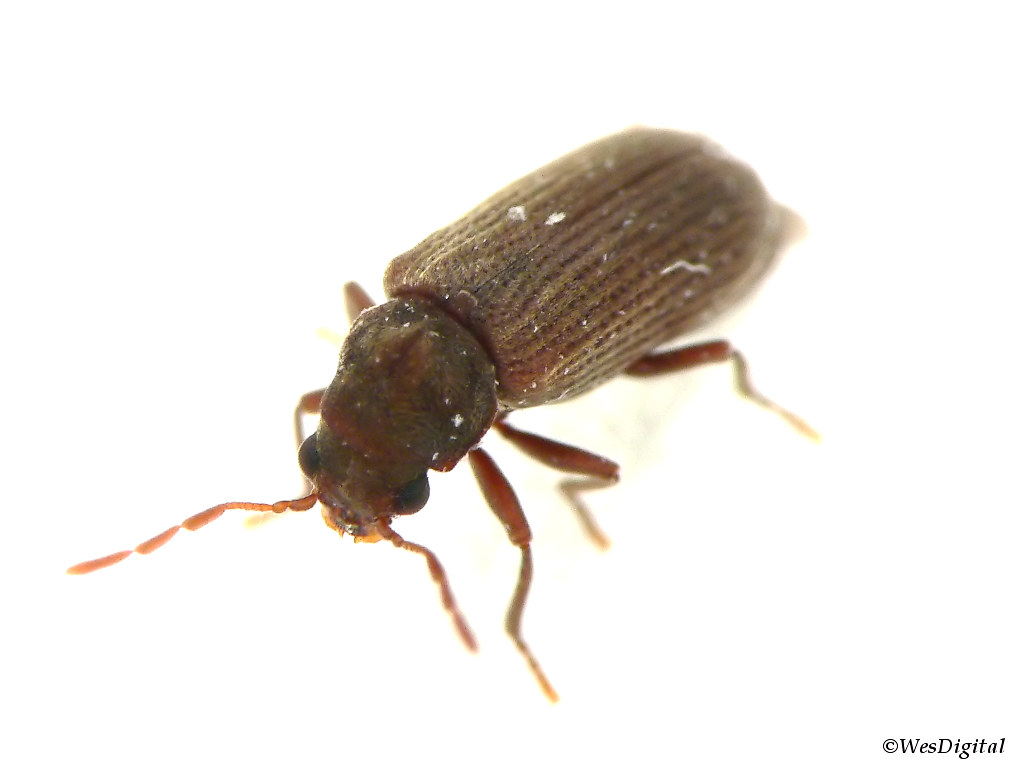 Furniture Beetle_1 [Woodworm] (Anobium punctatum) | This is … | Flickr