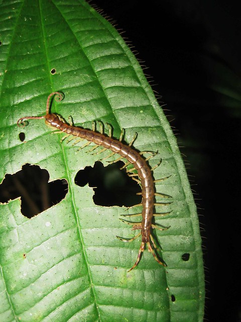 Unidentified Centipede