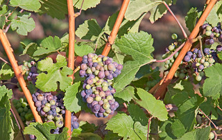 Wine On The Vine | by Gary Grossman