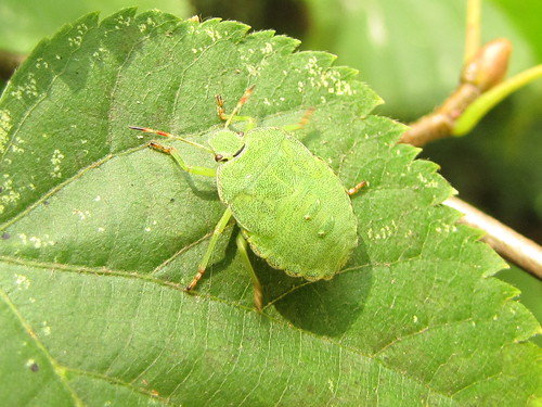 Green Stinkbug | by zosterops