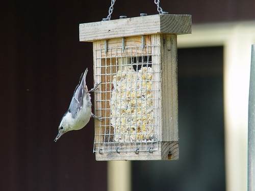 White-breasted Nuthatch at suet