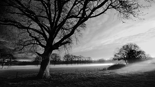fog DSC_7107 | by tomelst