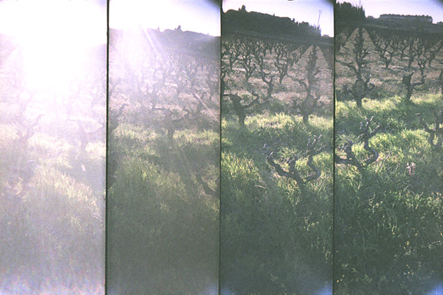 Vineyards (02) - 20Mar09, La Laune (France)