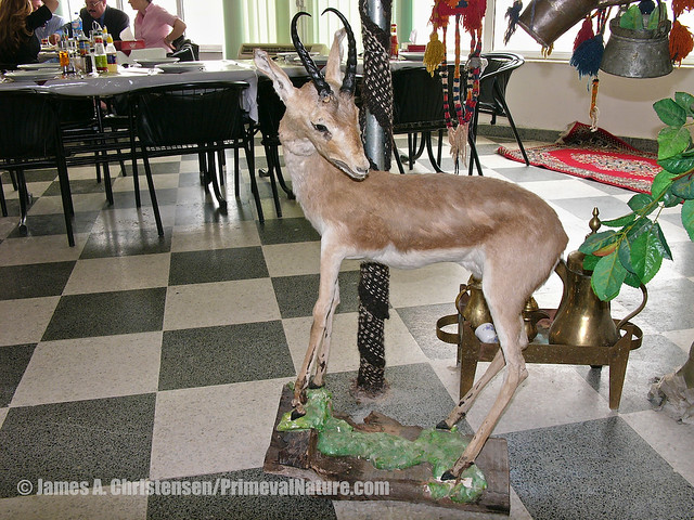 Stuffed gazelle for lunch, Dohuk, 2005