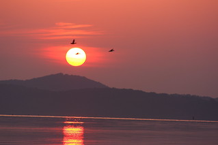 Chickamauga Sunrise Birds