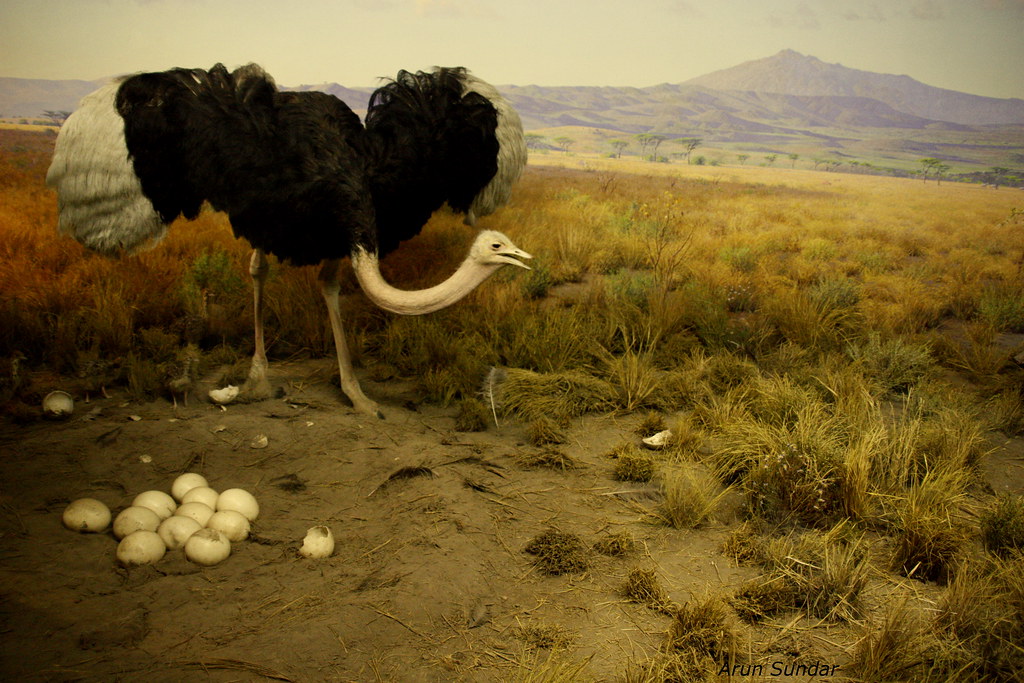 Ostrich - Museum of Natural History, New York by Arun Sundar