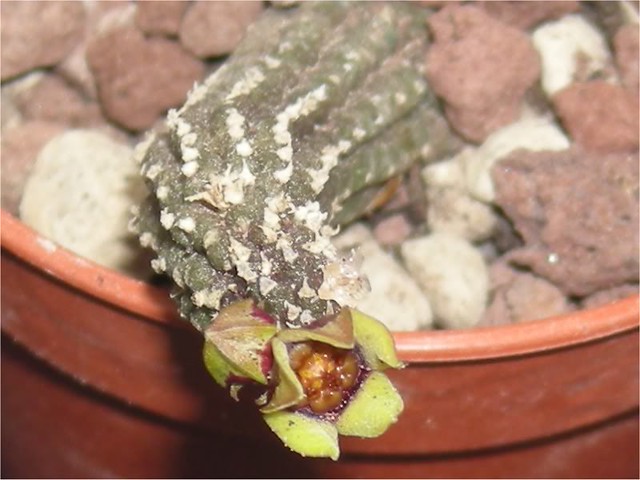 Echidnopsis scutellata ssp.scutellata
