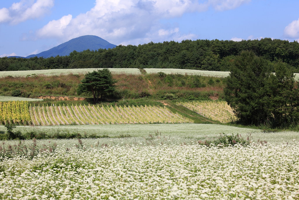 Buckwheat Flowers 蕎麦畑 そばばたけ Shimogou Machi Town Minami Flickr