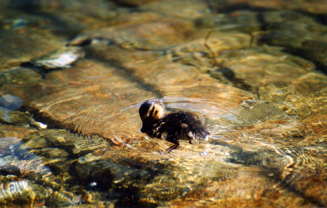 Duckling [Lago Maggiore - 27 June 2004]