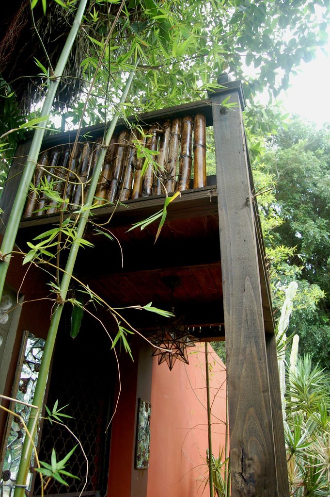 Living in a Jungle... Young Bamboo soars above our Bamboo Front Gate