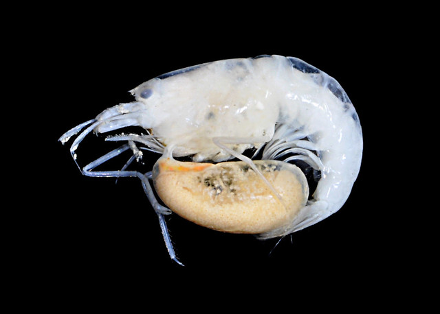 Quiz of the month: unusual parasite Faba glabra (Fabidae)