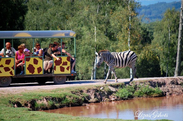 In the Safari Park!