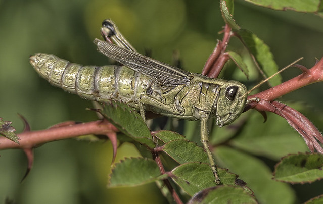 Grasshopper - HDR