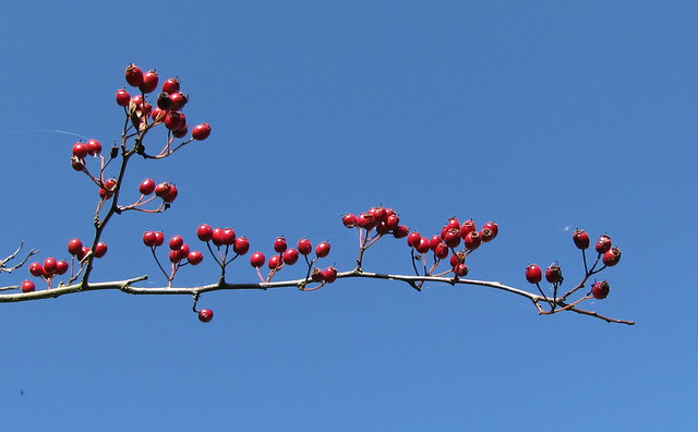 Single-seeded hawthorn (Crataegus monogyna) fruit