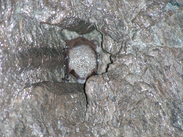 Bat affected by White-nose Syndrome