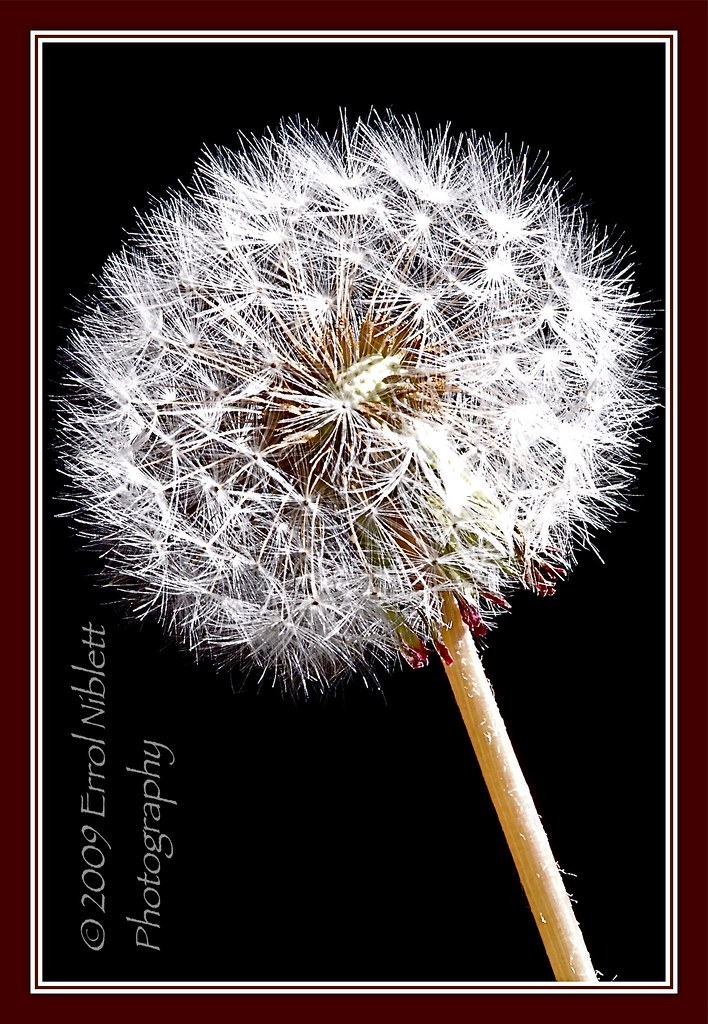 Stage 12/16 (Dandelion from Flower-bud to final seed) by Tripod 01