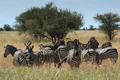 tanzania zebra tarangire tza kwakuchinia