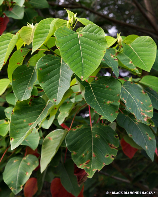 Homalanthus novoguineensis - Tropical Bleeding Heart,Native Poplar