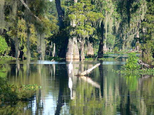 usa lake la bayou swamp cajun greatwhiteegret lakemartin cajuncountry vogonpoetry louisianawildlife cajuncountryswamptour zeesstof