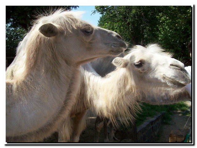 My fav camels in the Budapest's Zoo