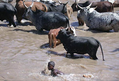 Oct/2009 - Herders cool their body after traveling a long distance with their cattle Site: Awash River Basin (Batu Degaga), Oromia (photo credit: ILRI).