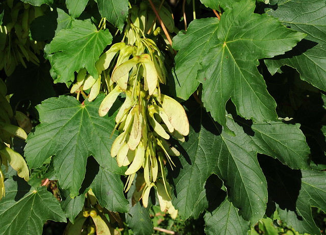 Acer pseudoplatanus PLATANLØNN Sycamore / Berg-Ahorn