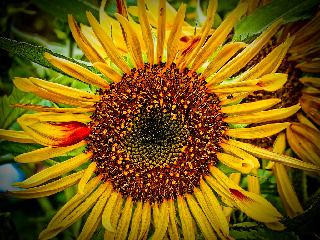 Sunflower Fun by Richtpt (Rich Uchytil)