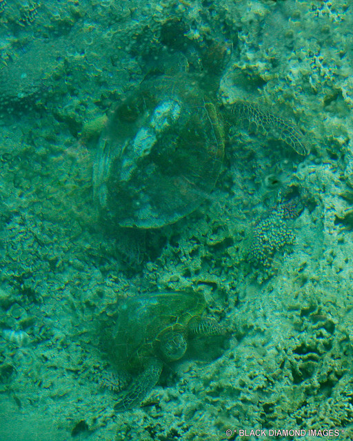 Chelonia mydas - Green Turtles at Lady Musgrave Island