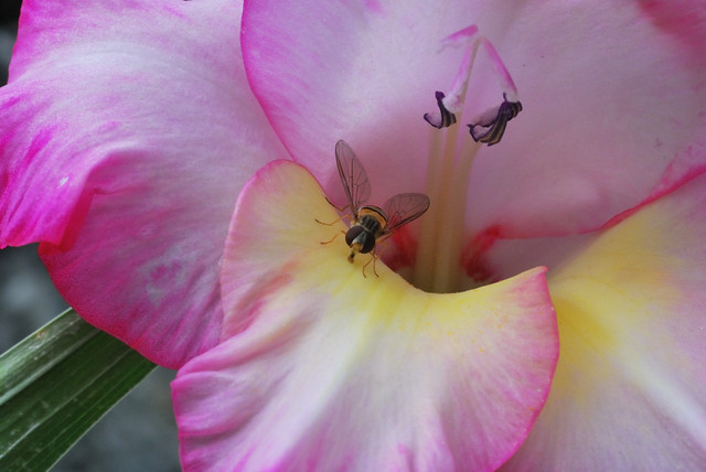 Gladiolo con piccola vespa