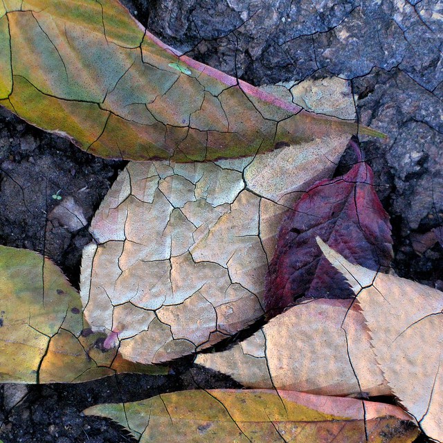 Leaves Craquelure