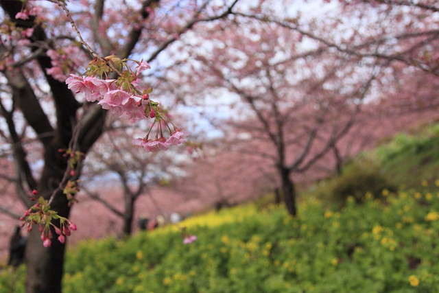 河津桜と菜の花（松田山）