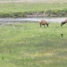 Flickr photo 'Rocky mountain elk (cervus elaphus nelsoni) 1' by: Kuxansum.