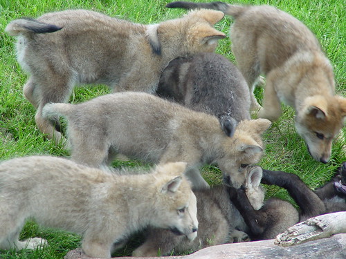 Wolf Cubs | Nick Armstrong | Flickr