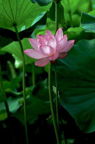 ds50445 2009 crazyshin nikond3 planart1485zf 薬師池公園 tokyo japan flower macro lotus pink green summer 大賀蓮 3775101246 5337328 201907gettyuploadesp