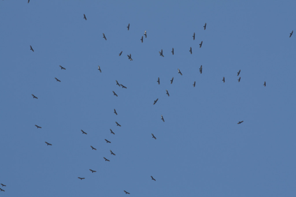 Flock of Hawks(2), or Turkey Vultures