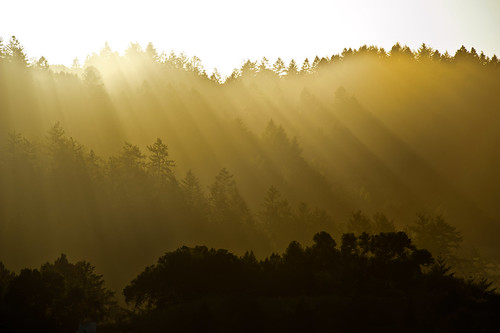 california ca trees sunset usa silhouette forest exterior marin gap saa nicasio