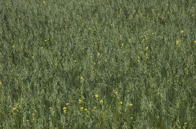 Oat field with rapeseed