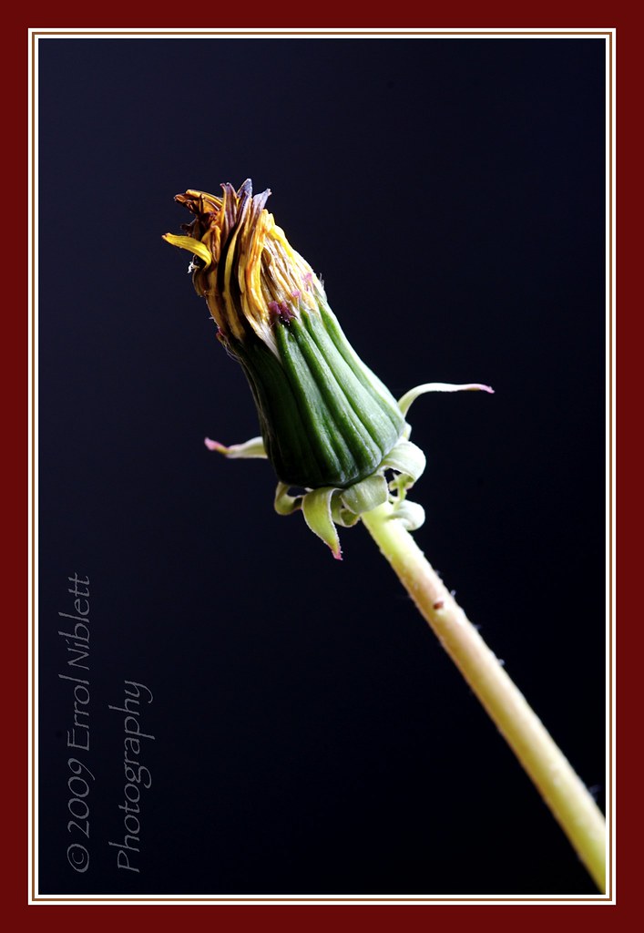 Stage 06/16 (Dandelion from Flower-bud to final seed) by Tripod 01
