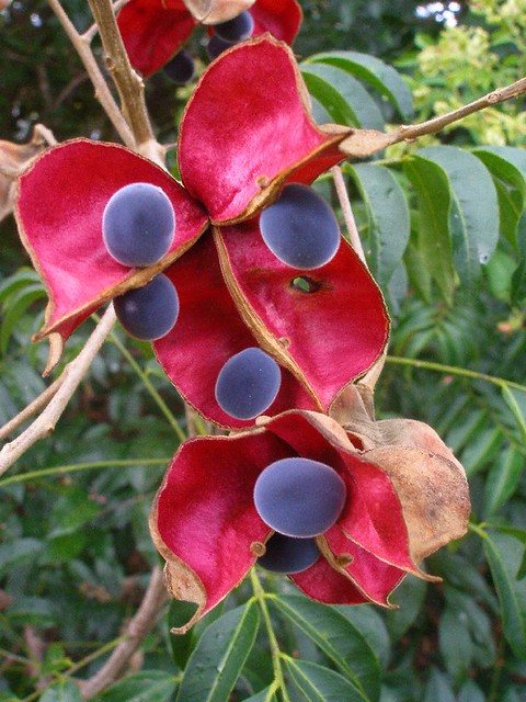 Majidea zanguebarica fruits P4160833