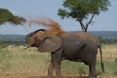elephant tanzania dirt tza kwakuchinia
