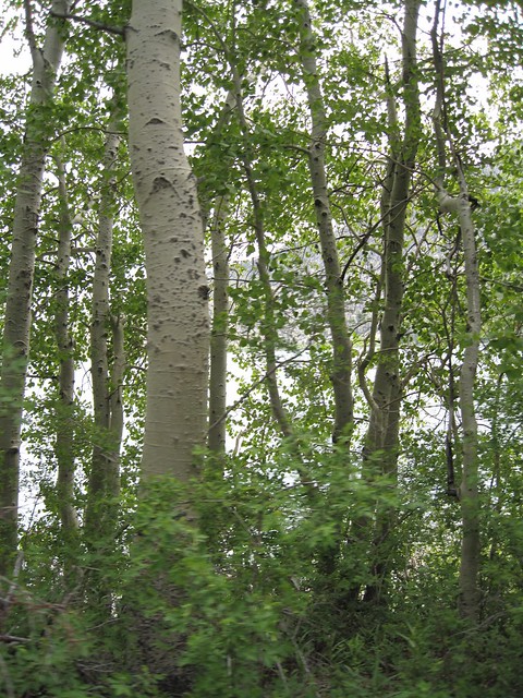 June Lake Poplars