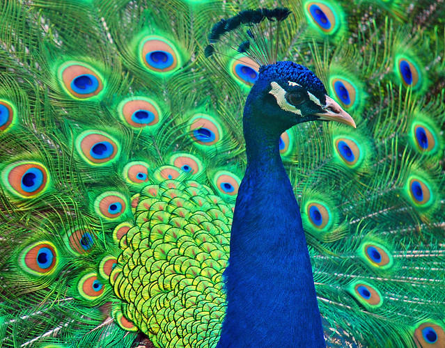A Very Proud Peacock