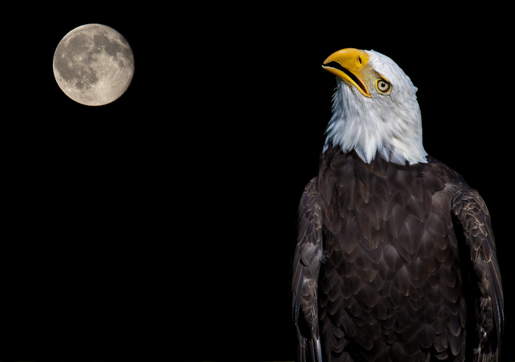 The eagle and the moon - La pygargue et la lune