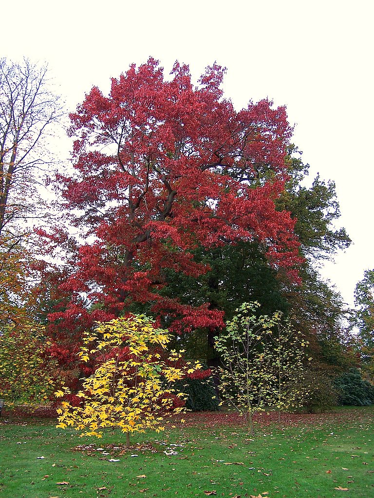 Autumn Colours, Kew Gardens, England | Richard Elsam | Flickr
